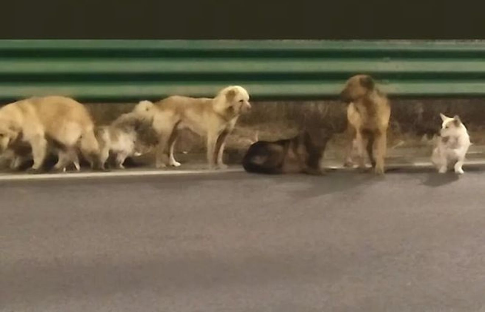 感動！「汪汪隊」7犬結伴逃亡17公里回家　受傷狗狗被包圍在中間