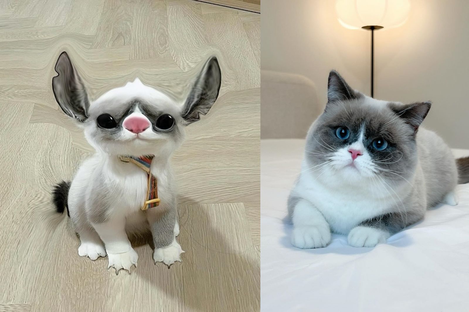 真人版《星際寶貝：史迪奇》引發寵物模仿風潮。翻攝@mungkuuuud IG