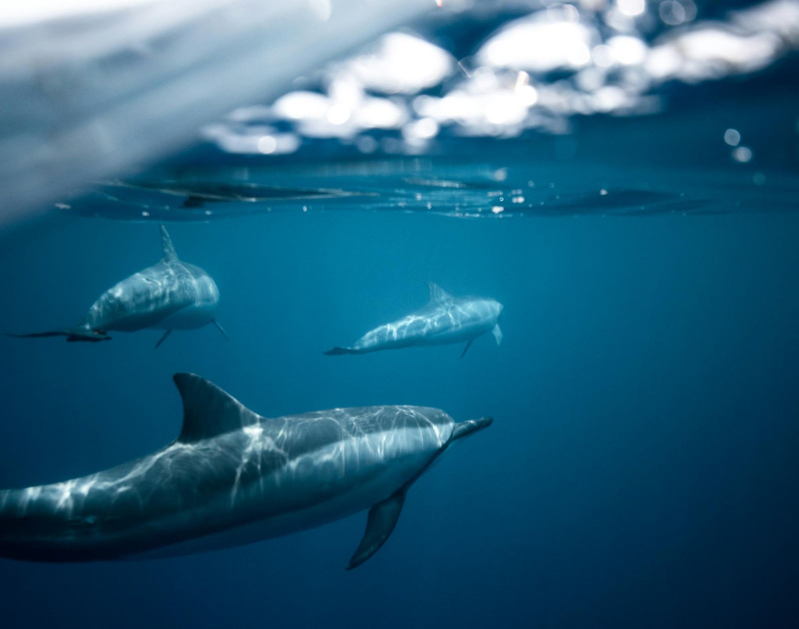 虎鯨與海豚聯手捕獵鮭魚　研究揭罕見合作行為：可能是互利關係