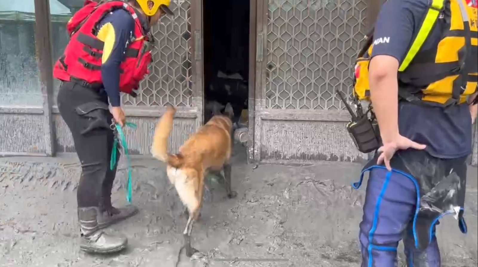 有片／黃金72小時倒數計時！台南特搜犬出動　逐屋搜索與死神搶命