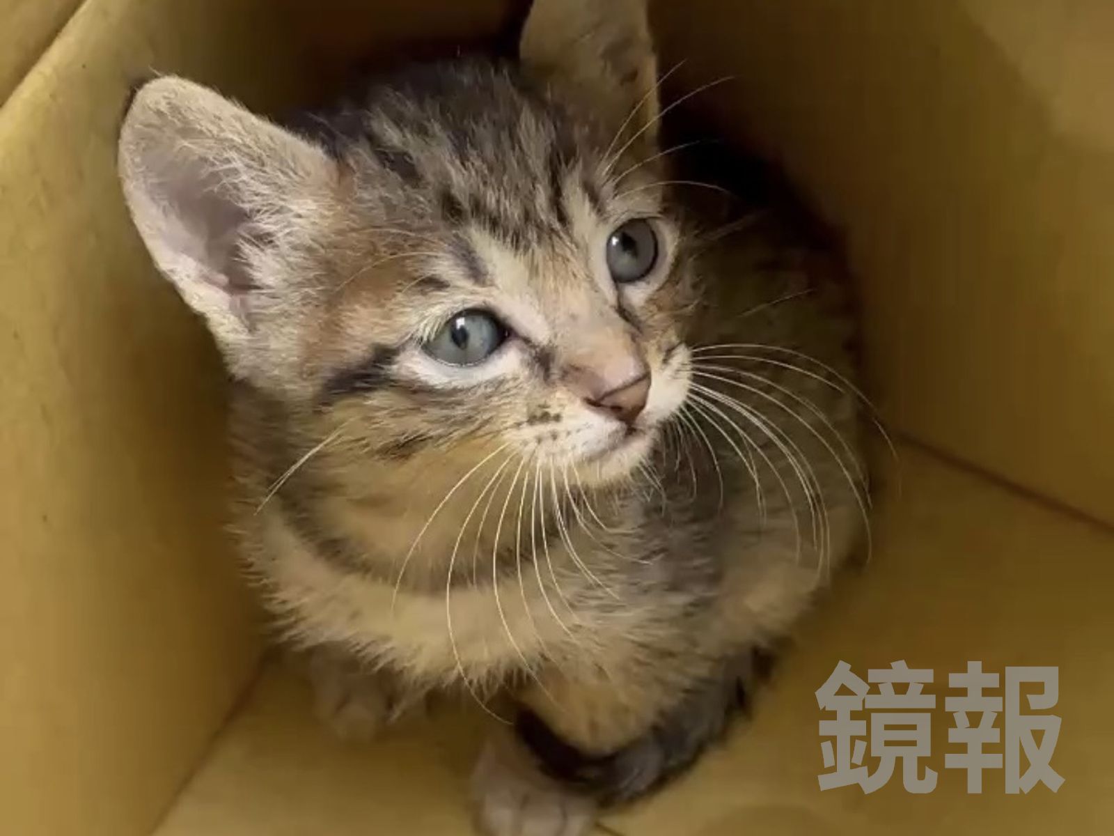 在陽明醫院搶虛擬幣的嫌犯被逮後,警方驚見他車上載了一隻虎斑貓。