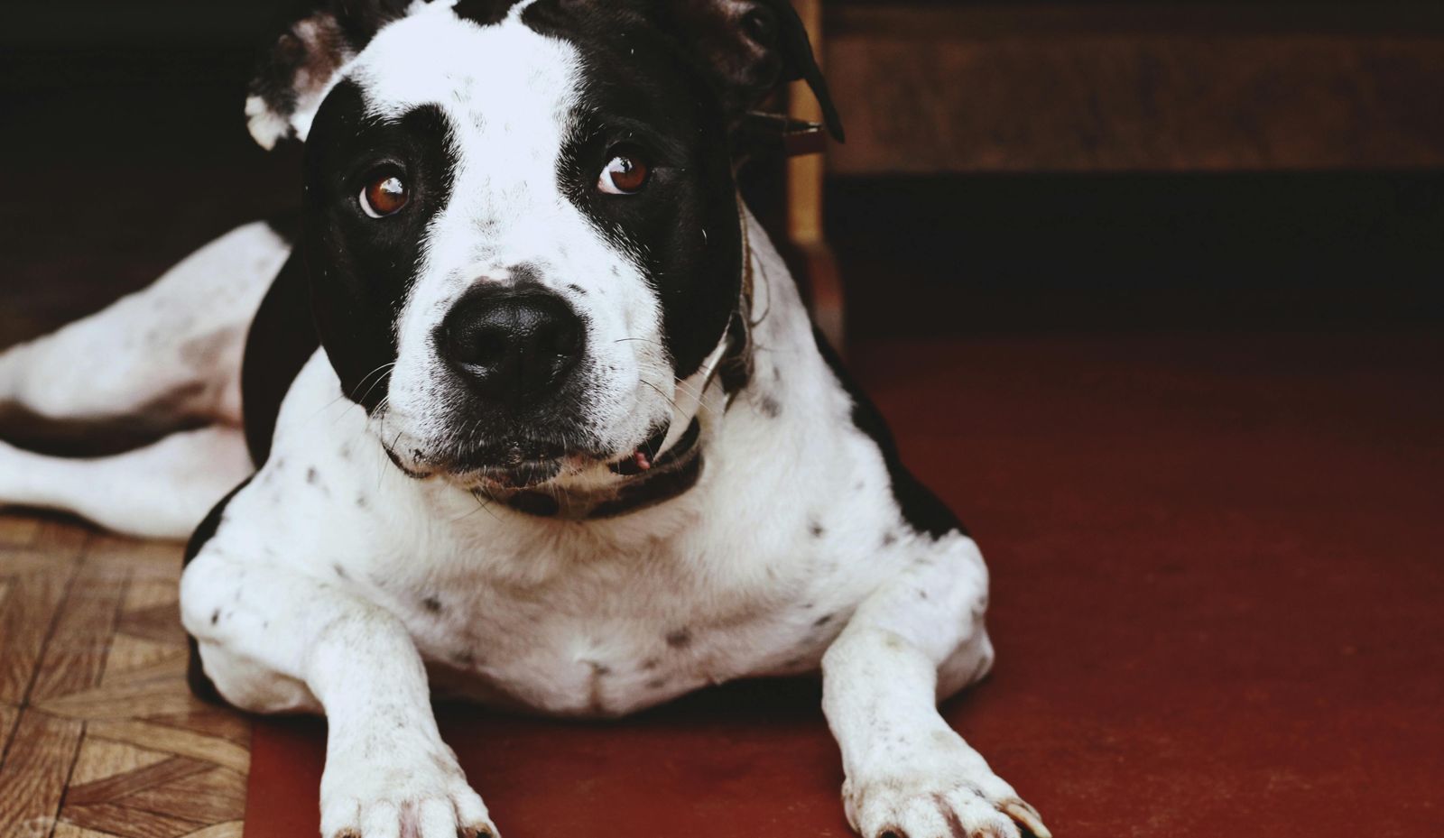 收留流浪比特犬！她見兒子「30秒被爆頭」崩潰：都怪噪音嚇到狗