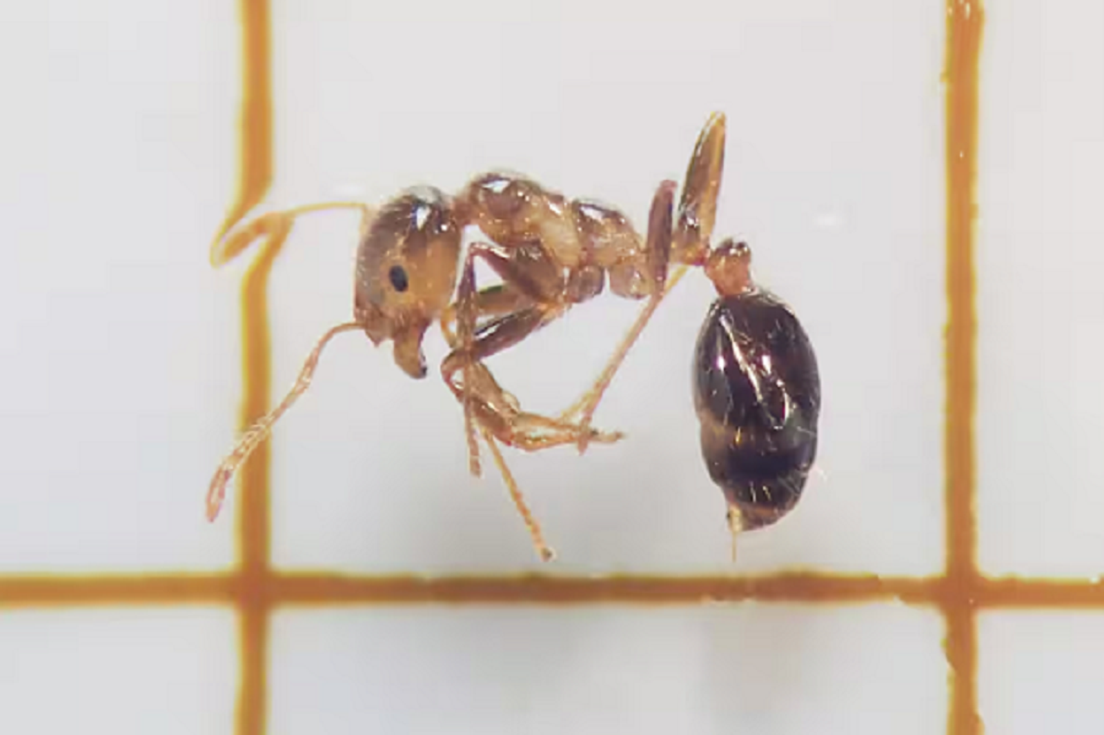 中國紅火蟻又入侵東京!這次多達1.8萬隻史上最多 具強烈毒性