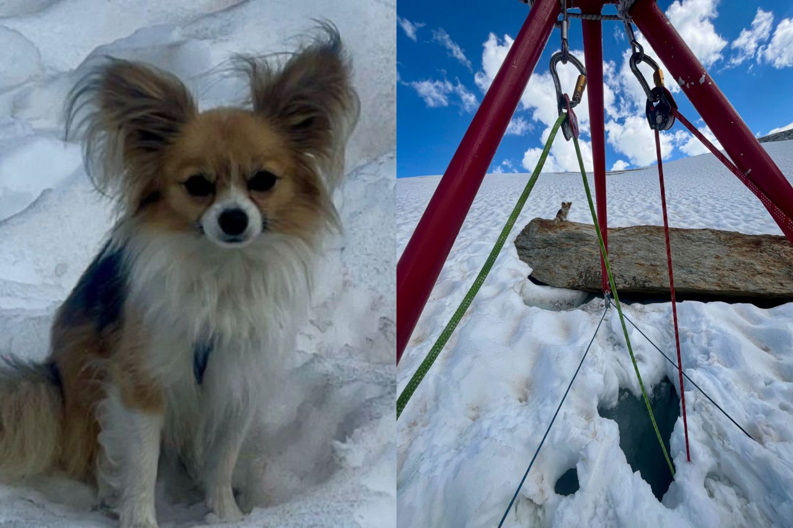 逢凶化吉！男跌落8公尺冰川　吉娃娃「1關鍵動作」救主人一命