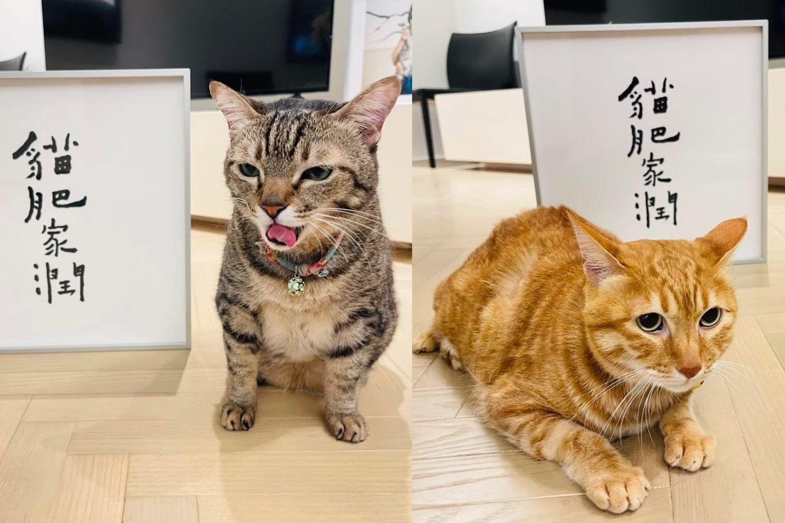 蔡英文69歲生日願望盼「貓肥家潤、風調雨順」　賴清德、蕭美琴禮物曝光