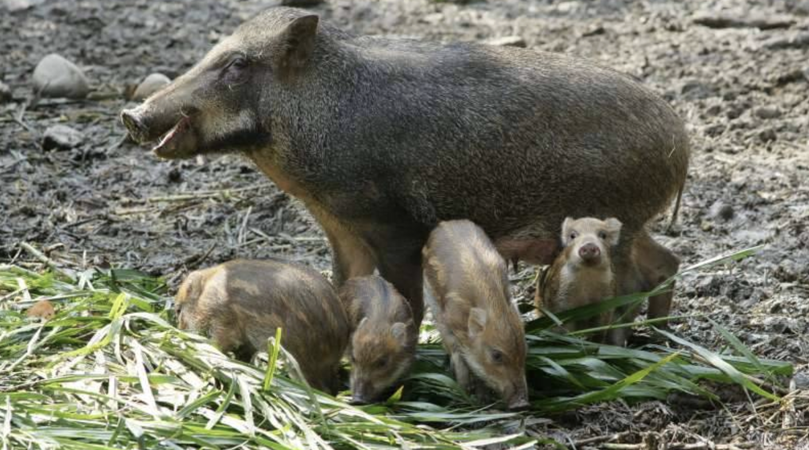 蔡易餘誤會原住民名字「Voyu」！鄒語「山豬」其實這樣念　各族說法一次看