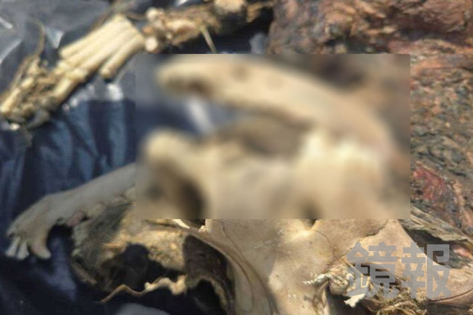 民眾今(14日)天下午在狗狗「健康」失蹤地點、彰化伸港出海口,找到疑似遺骨,頭骨有疑似破裂的情況。民眾提供