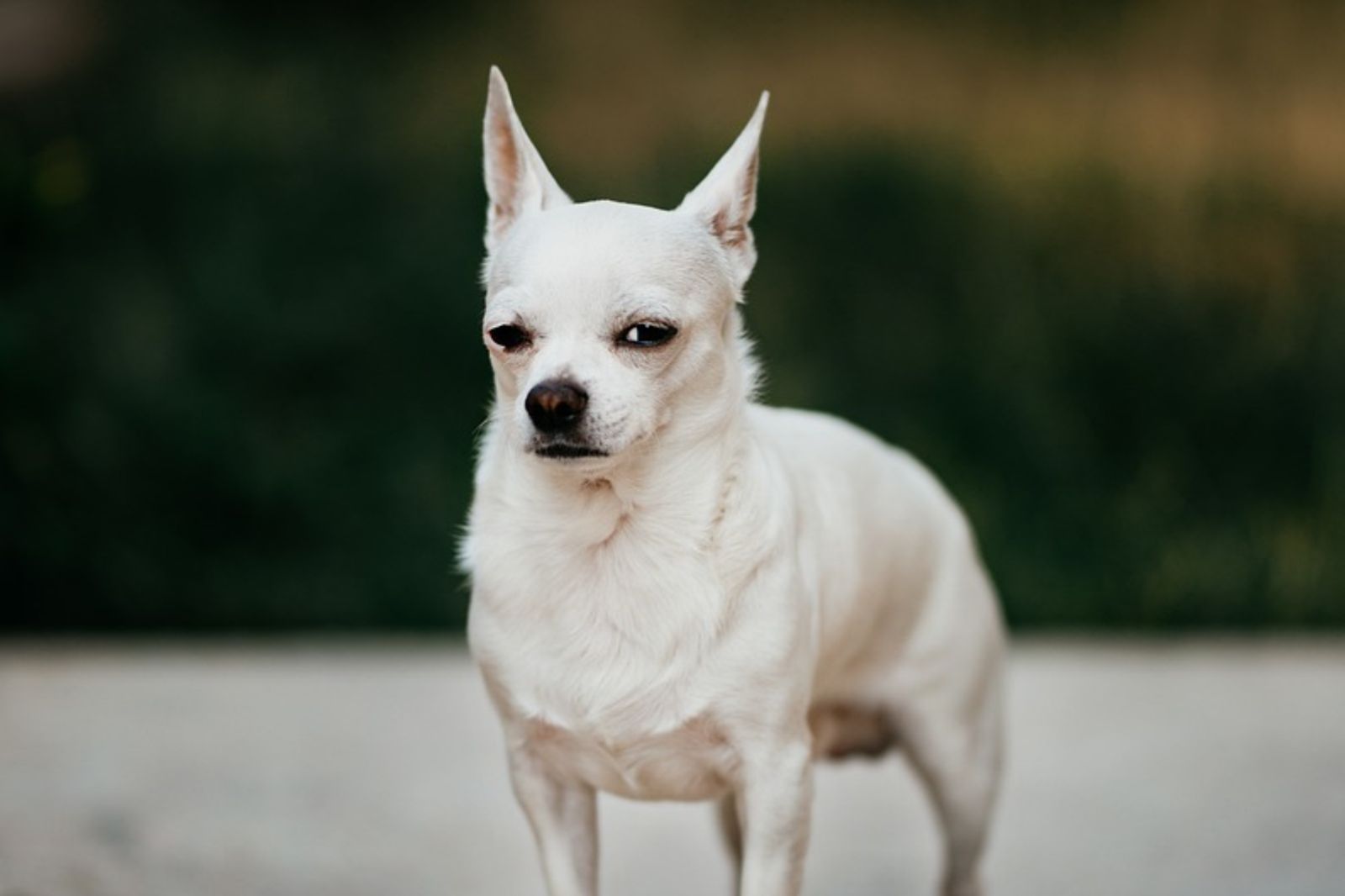 家養60隻吉娃娃！她逼尪「24小時清狗屎」　囚禁狗舍不做就狂毆