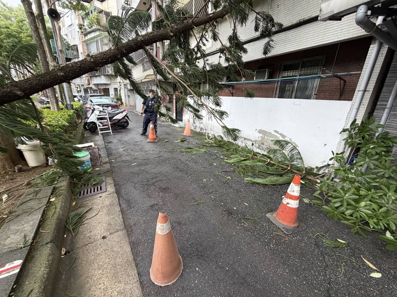 北投大樹倒塌。翻攝畫面