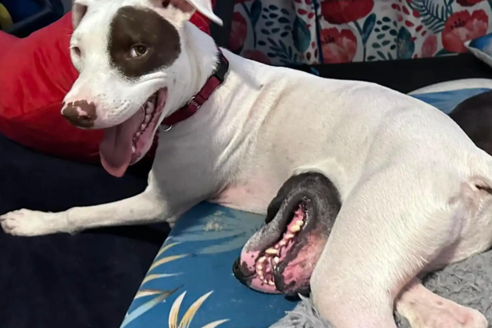 Smiley與同伴Keo時常玩在一塊。圖/翻攝自IG@thetravelbugbite