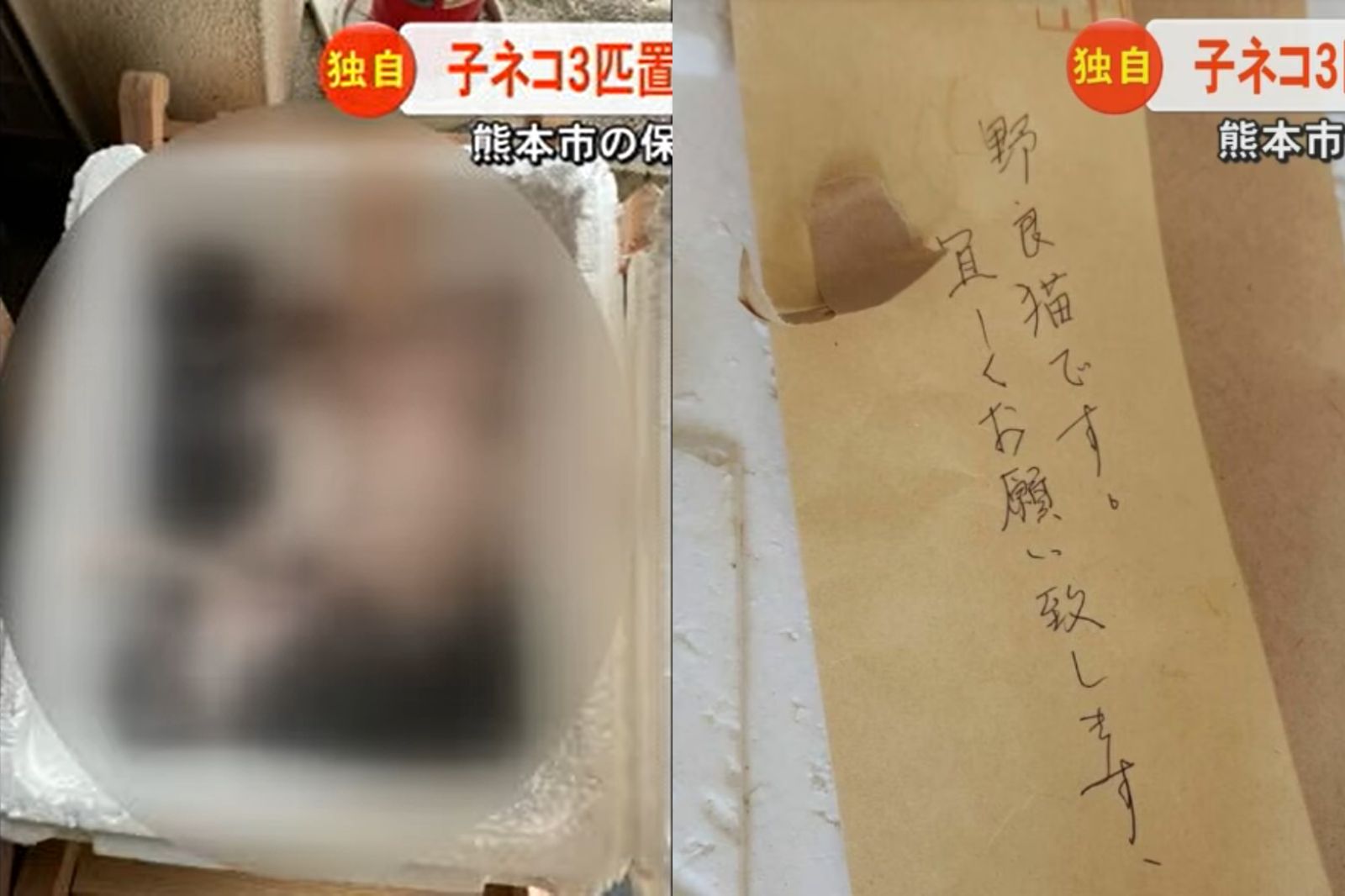 貓咖後門出現寫著「流浪貓，請善待它們」箱子。圖／翻攝自FNNプライムオンライン