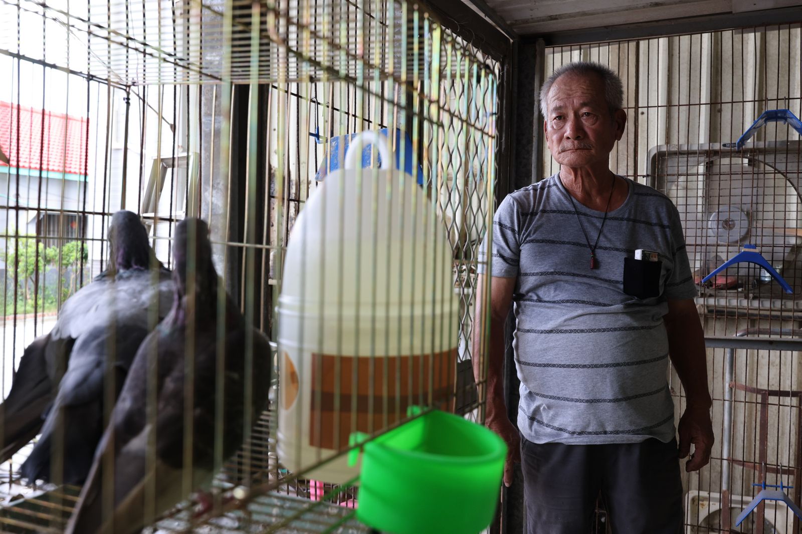 《揹笭的粉鳥》還原百年農村娛樂 父子情藏在賽鴿身影裡