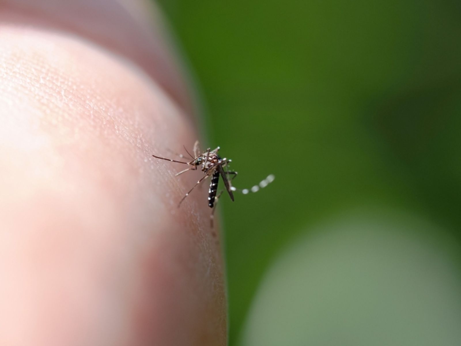 蚊子變多了！封住這處「消失三個月」　內行狂推：這東西買最對
