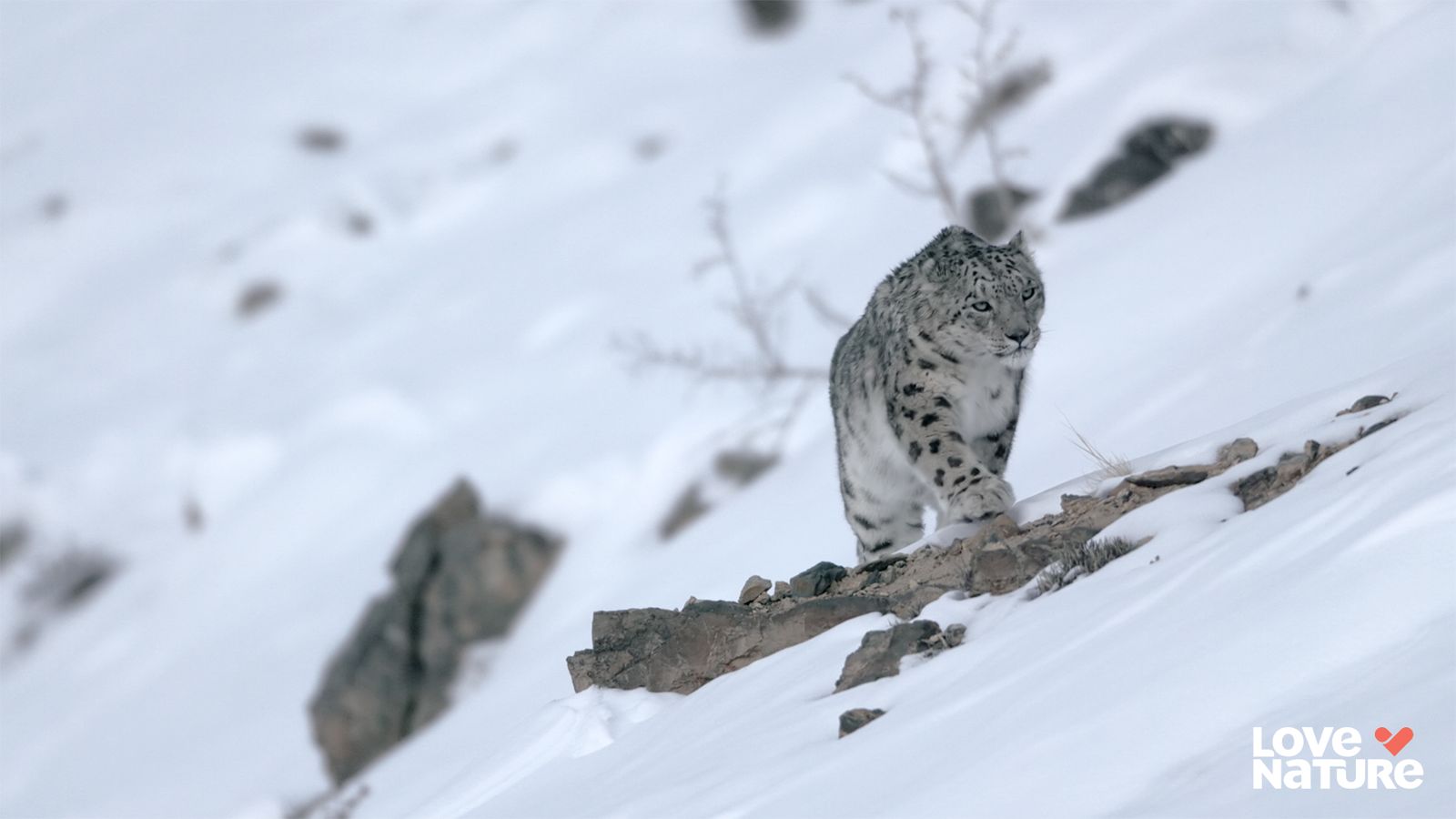 慶祝世界動物月「真正的王者」現身　《雪豹獵奇》記錄史上最大雪豹珍貴身影