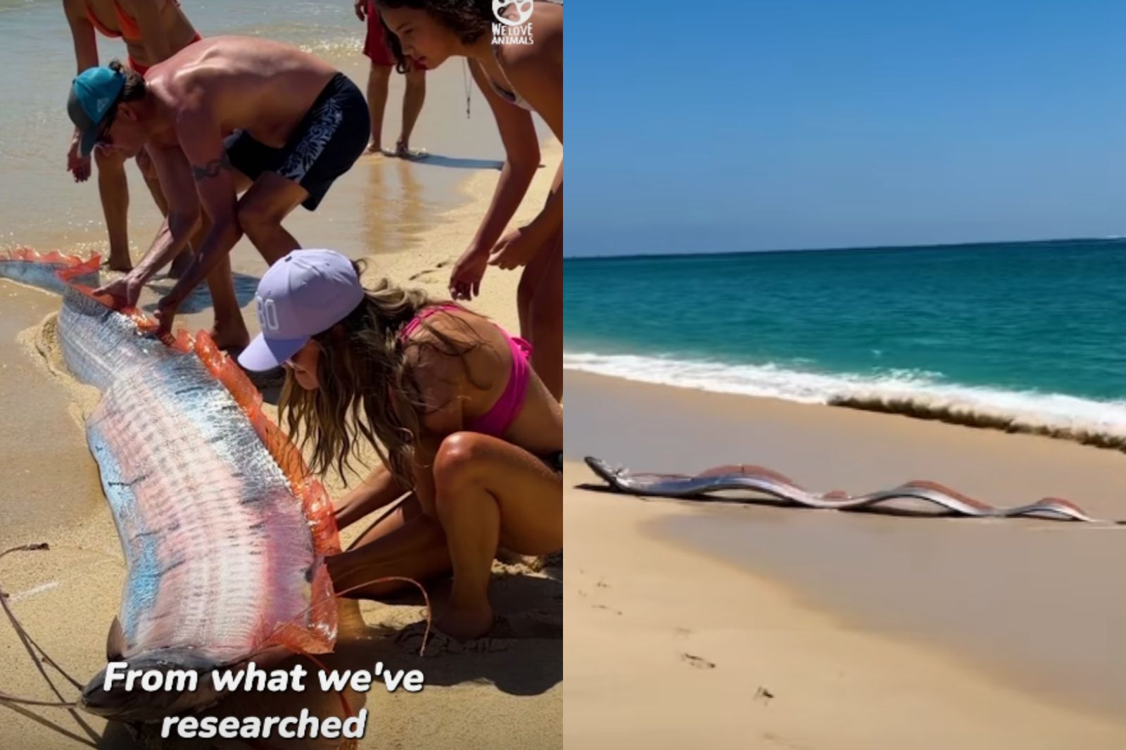 要地震了？墨西哥海灘同時驚現「2條活體皇帶魚」　詭異蠕動畫面曝