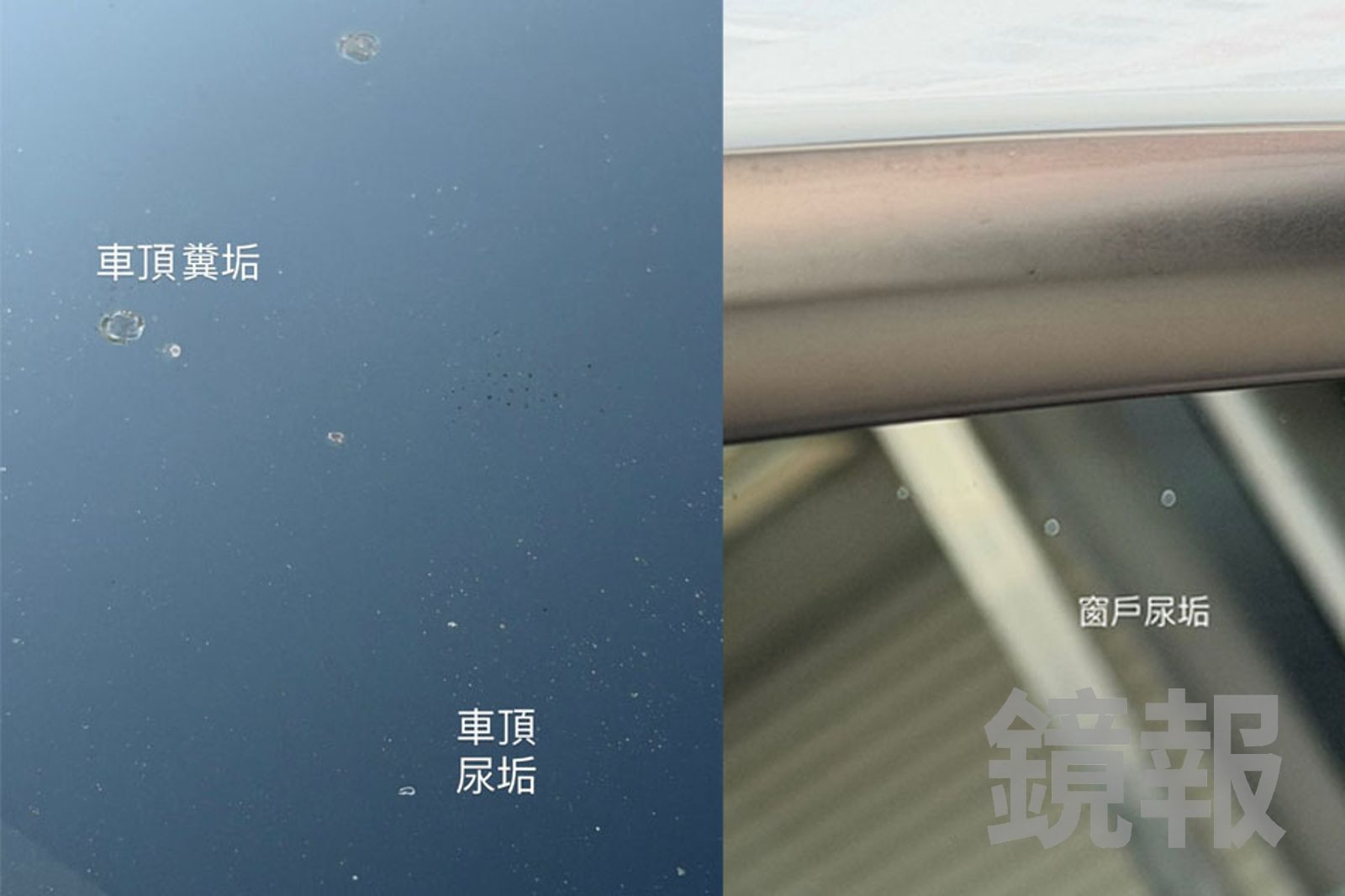 車主發現特斯拉的車頂與窗戶縫隙，都有不少排泄物的污痕。車主提供