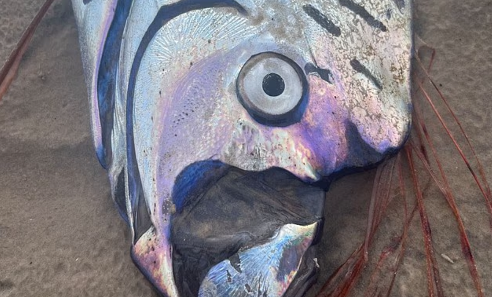 世界末日將至？　又有地震魚橫空出世嚇死人