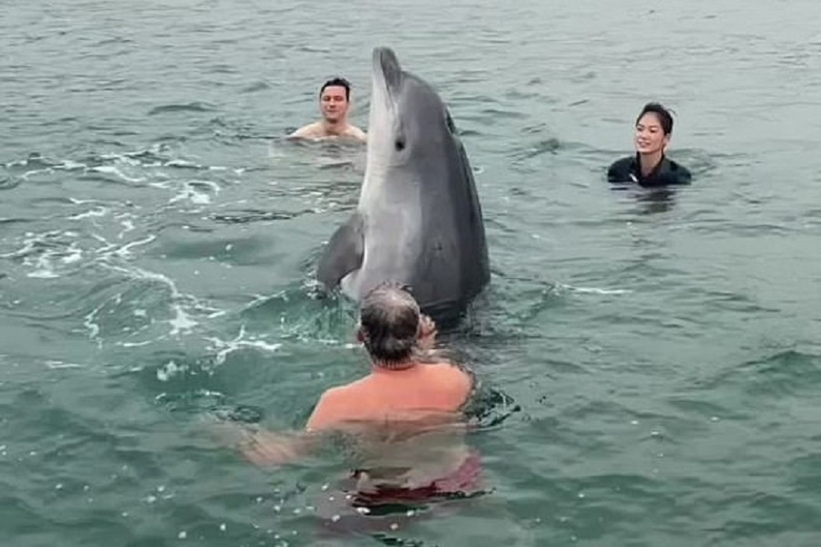 工讀生快出來！野生海豚突加入人類家族　大玩愛的魔力轉圈圈