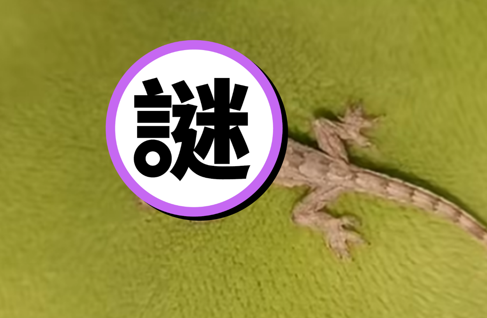 動物奇觀！超稀有「雙頭壁虎」驚現家中　專家揭背後原理