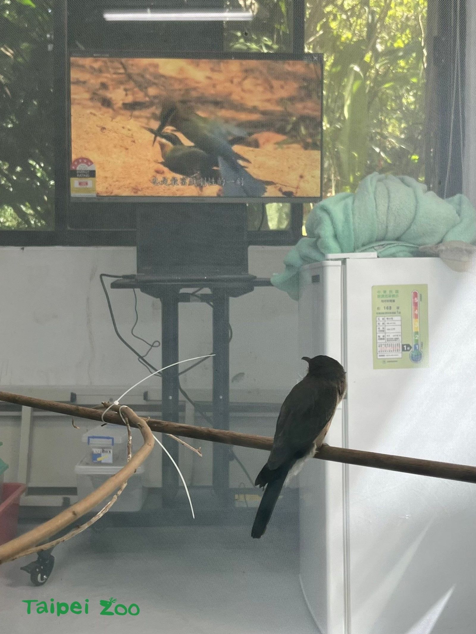 「菜鳥」看謎片中。圖／台北市立動物園