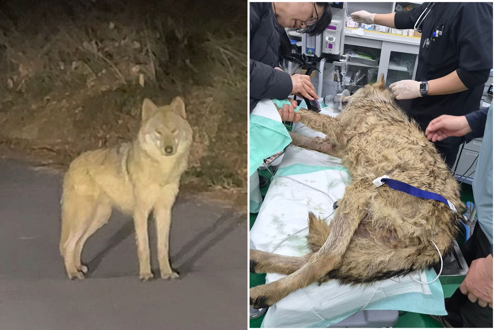 從動物園逃家10天　韓國狼狼回家了！在地鄉民一度怕爆