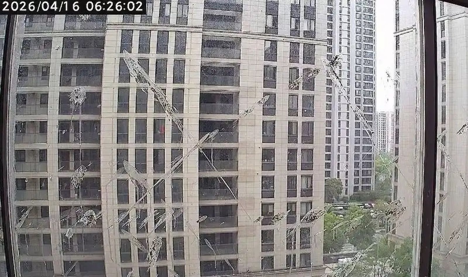 怪鳥每天「準時噴糞」空襲陽台　專家曝牠「有很強的復仇心理」