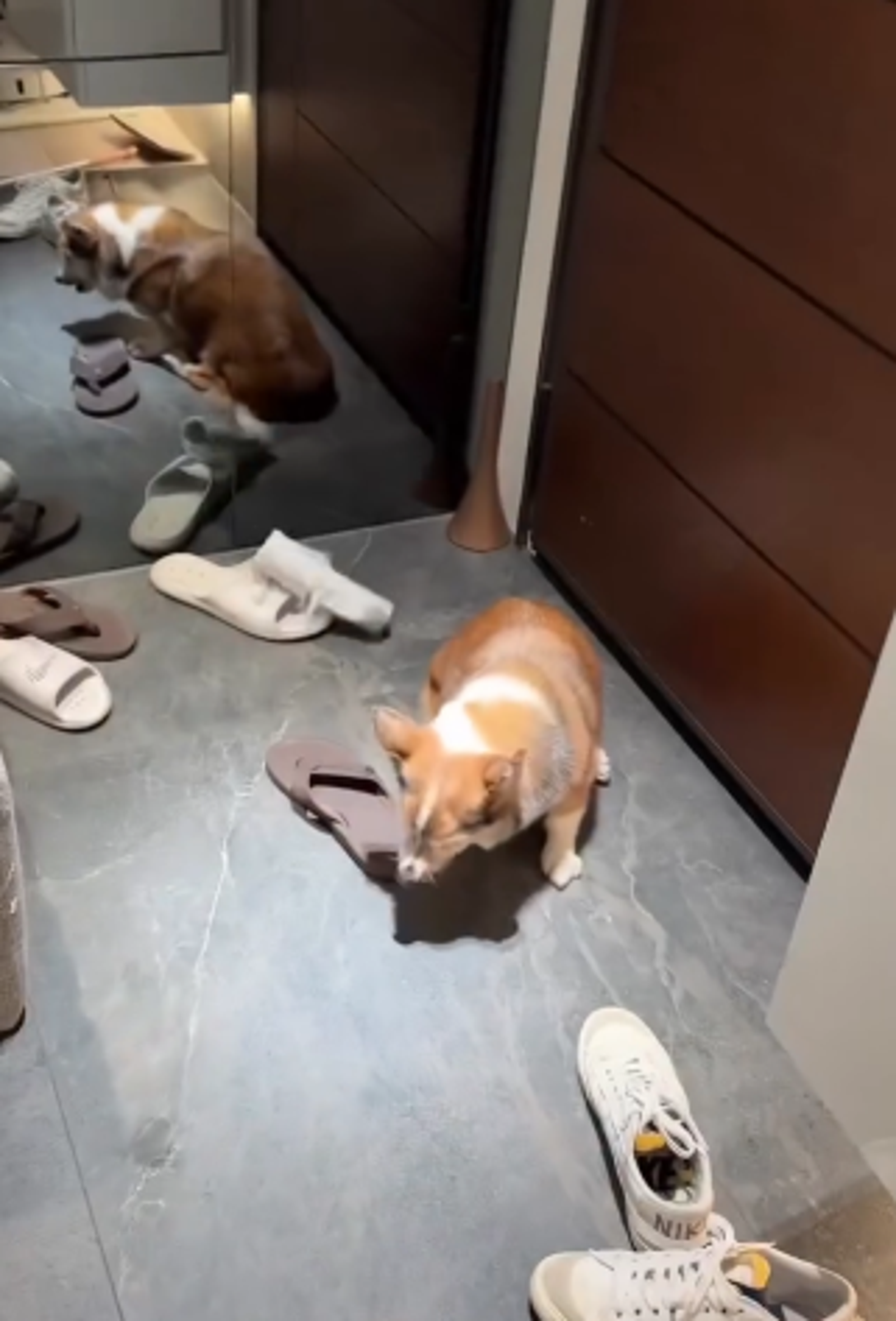 15歲老柯基犬遭虐待，飼主全程錄下PO網。圖／翻攝自Threads