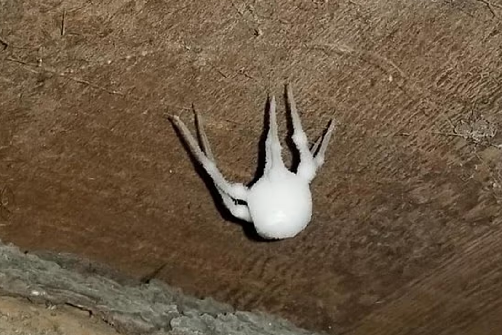 受真菌吉貝拉.阿滕伯勒(Gibellula attenboroughii)感染之蜘蛛有如長腳的棉絮、結冰或使發霉物體。圖/翻攝自Reddit