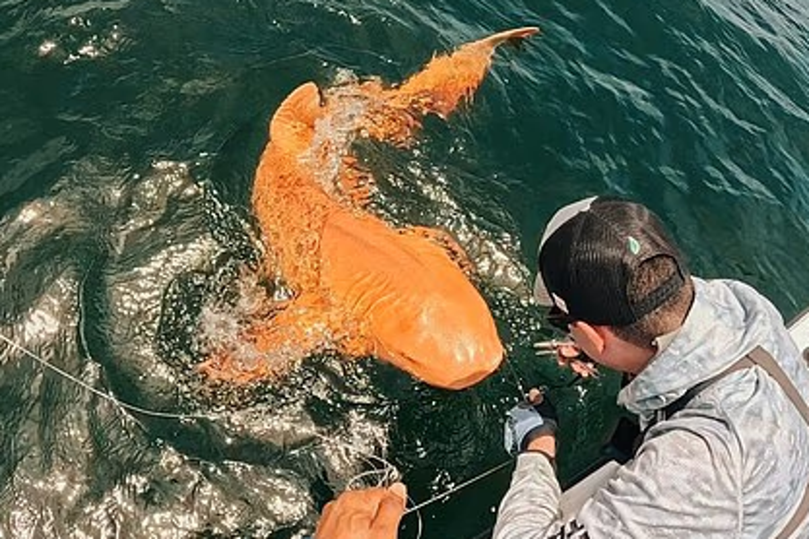 釣魚驚見「橙色鯊魚」配有白色眼睛！科學家說明原因　可能更容易繁衍
