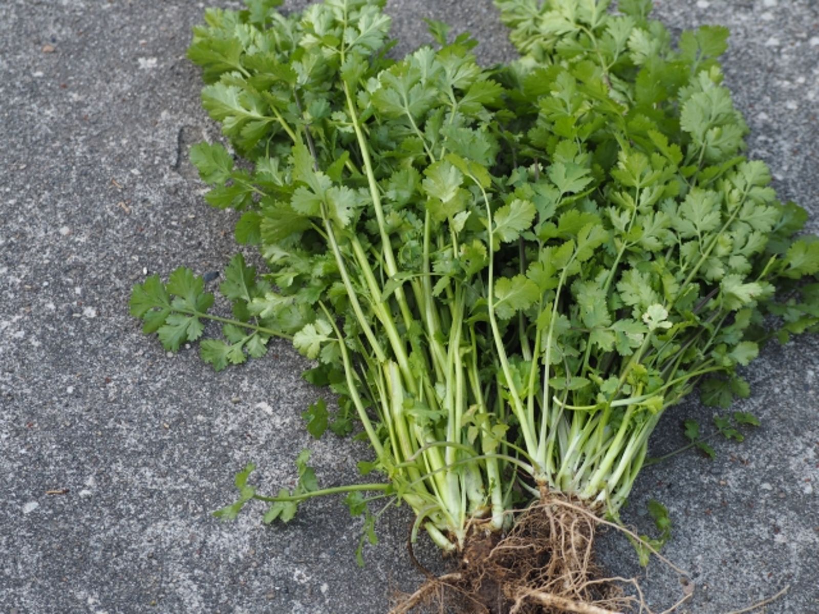 準婆婆煮滿桌香菜料理！男友稱「想讓你接受」　她怒分手全場一面倒力挺