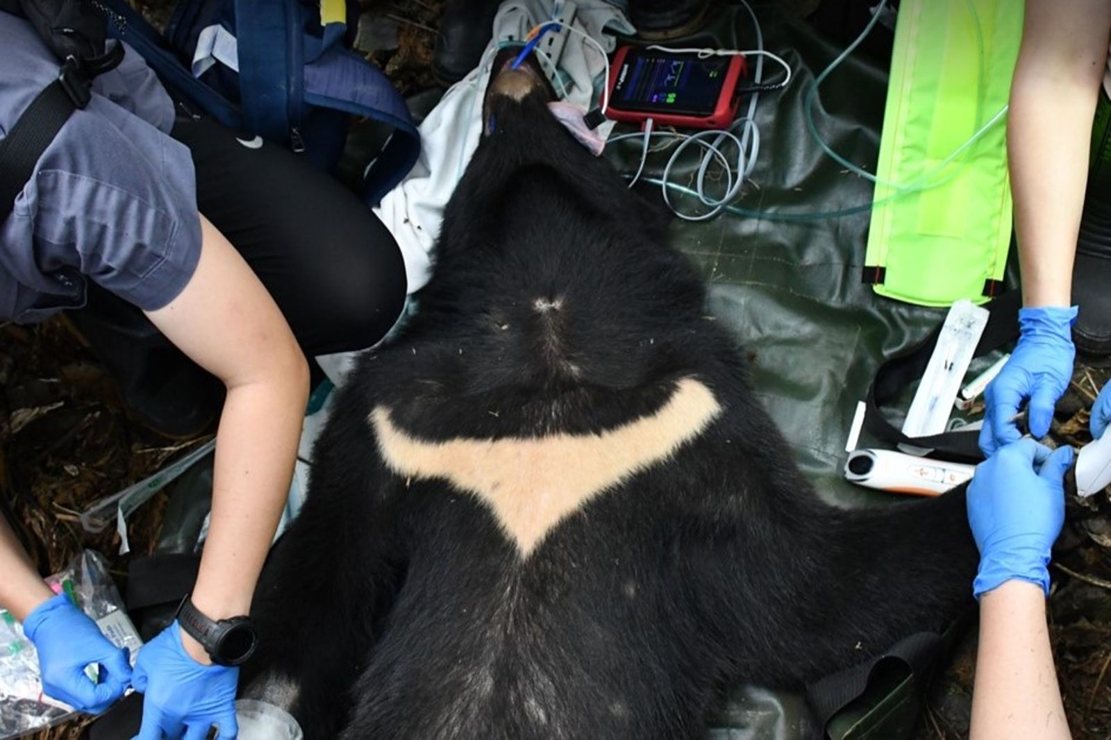 5年搶救逾2500隻花東野生動物! 為何救援成功率僅3成,仍是黑熊、穿山甲的唯一希望?