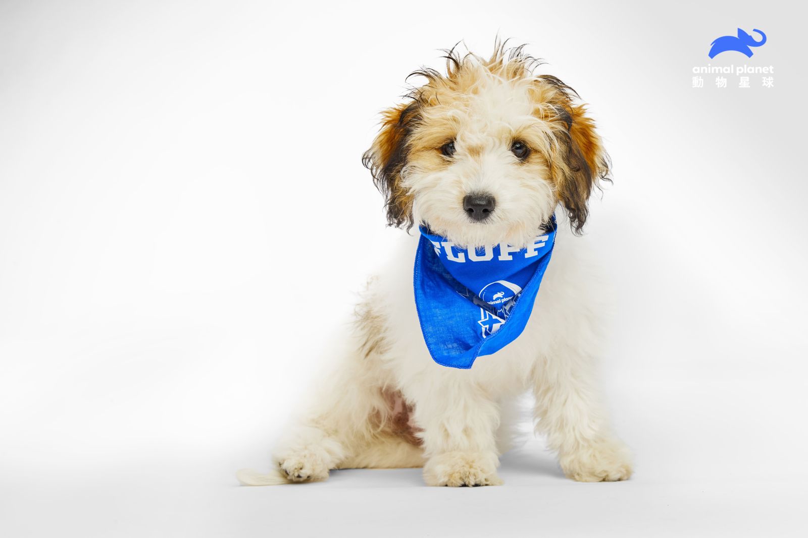 狗寶寶超級盃強勢回歸　140隻幼犬賣力搶分萌翻全場