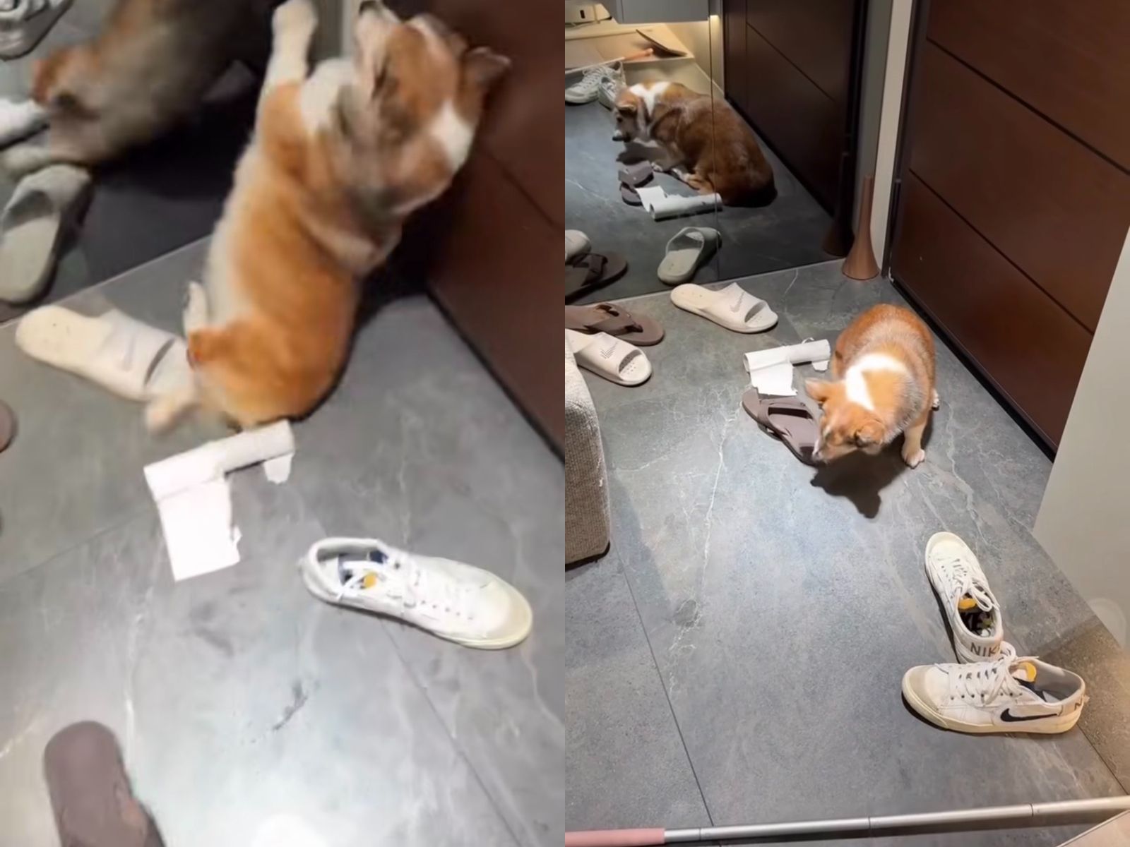 茶聚加盟主虐打失智老柯基　牙醫配偶「二度聲明」全文曝光