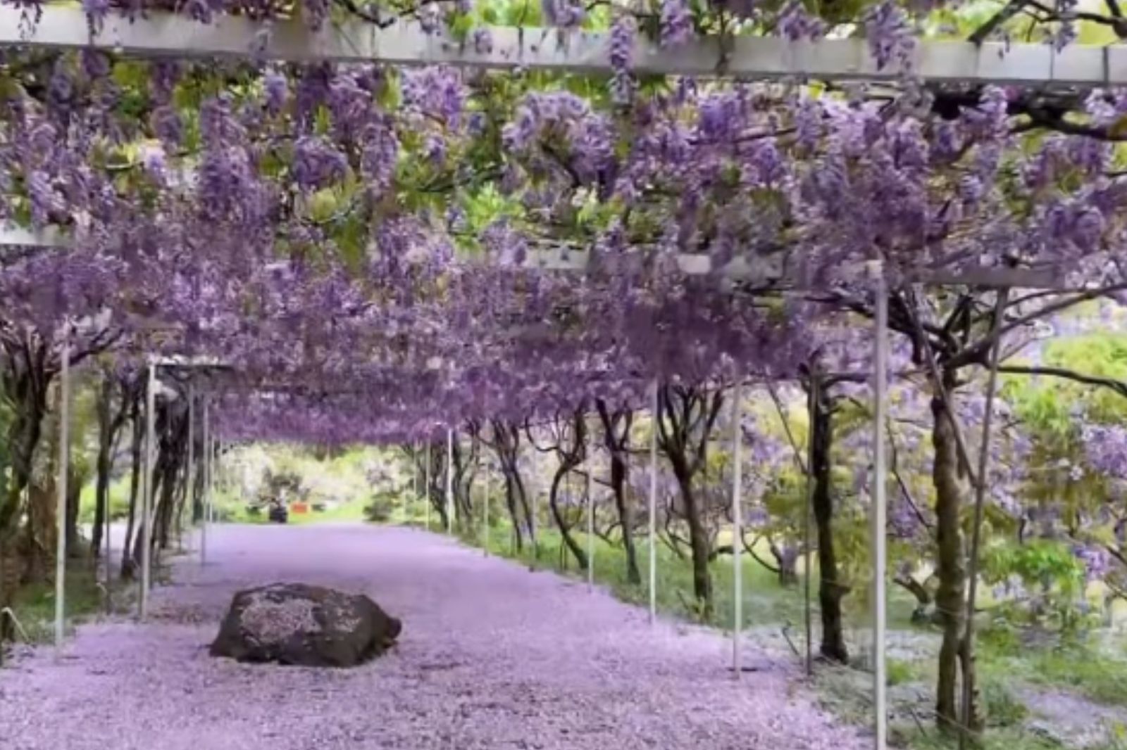 「淡水紫藤花園」創辦人宣布關閉園區。圖/IG@wisteria.tamsui