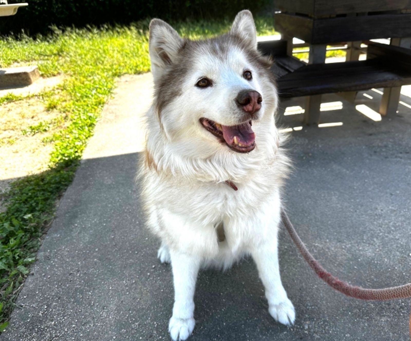 她送哈士奇回老家住...不到1年竟蹦出160隻幼犬！網憂：成流浪狗
