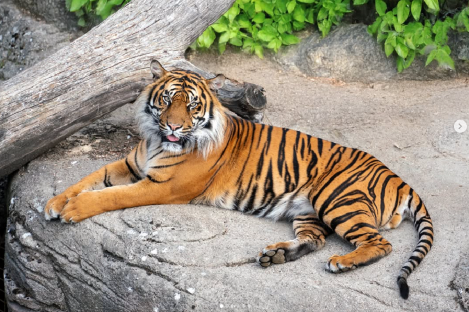 這間動物園喊：不要的寵物拿來給我們猛獸加菜吧！　你認同嗎？