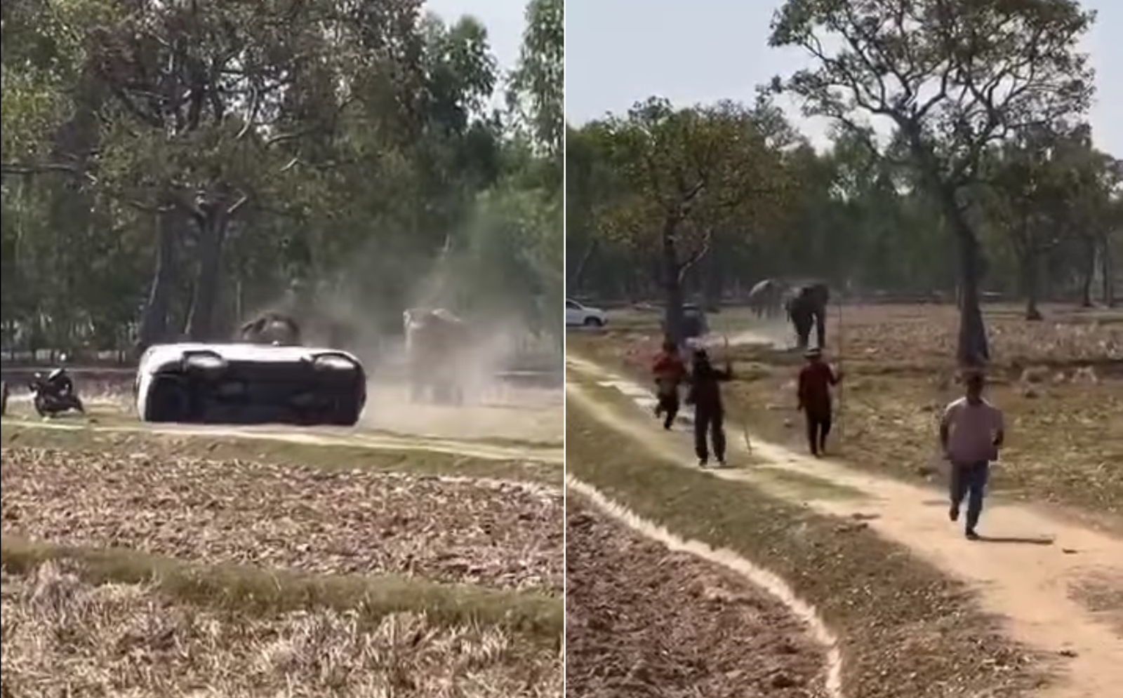 不要催阿!公象被迫交配氣炸暴走 重傷飼主、掀翻兩輛車