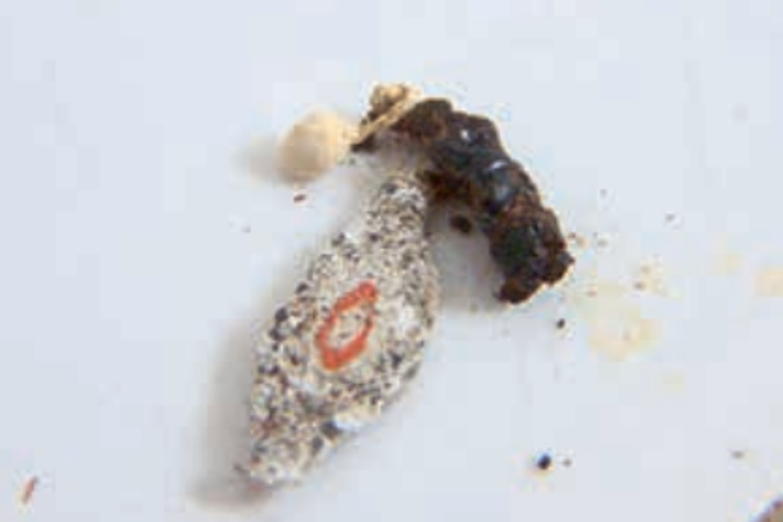 衣蛾喜歡潮濕、陰暗、無風的環境。圖／翻攝自國立故宮博物院官網