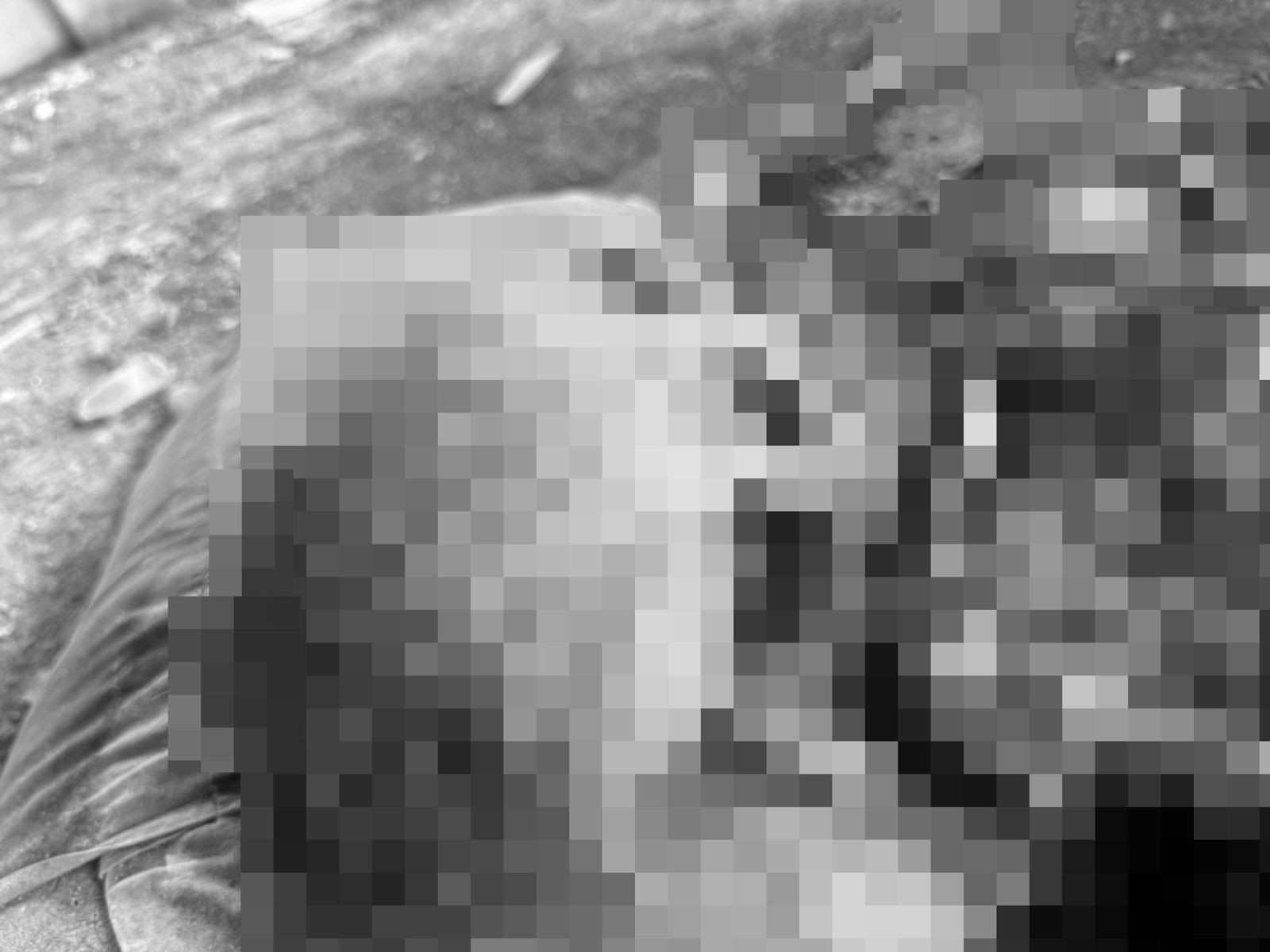 手機丟失被幸運撿回…驚見拍到「腐爛白骨」恐怖畫面曝！意外揭發失蹤命案