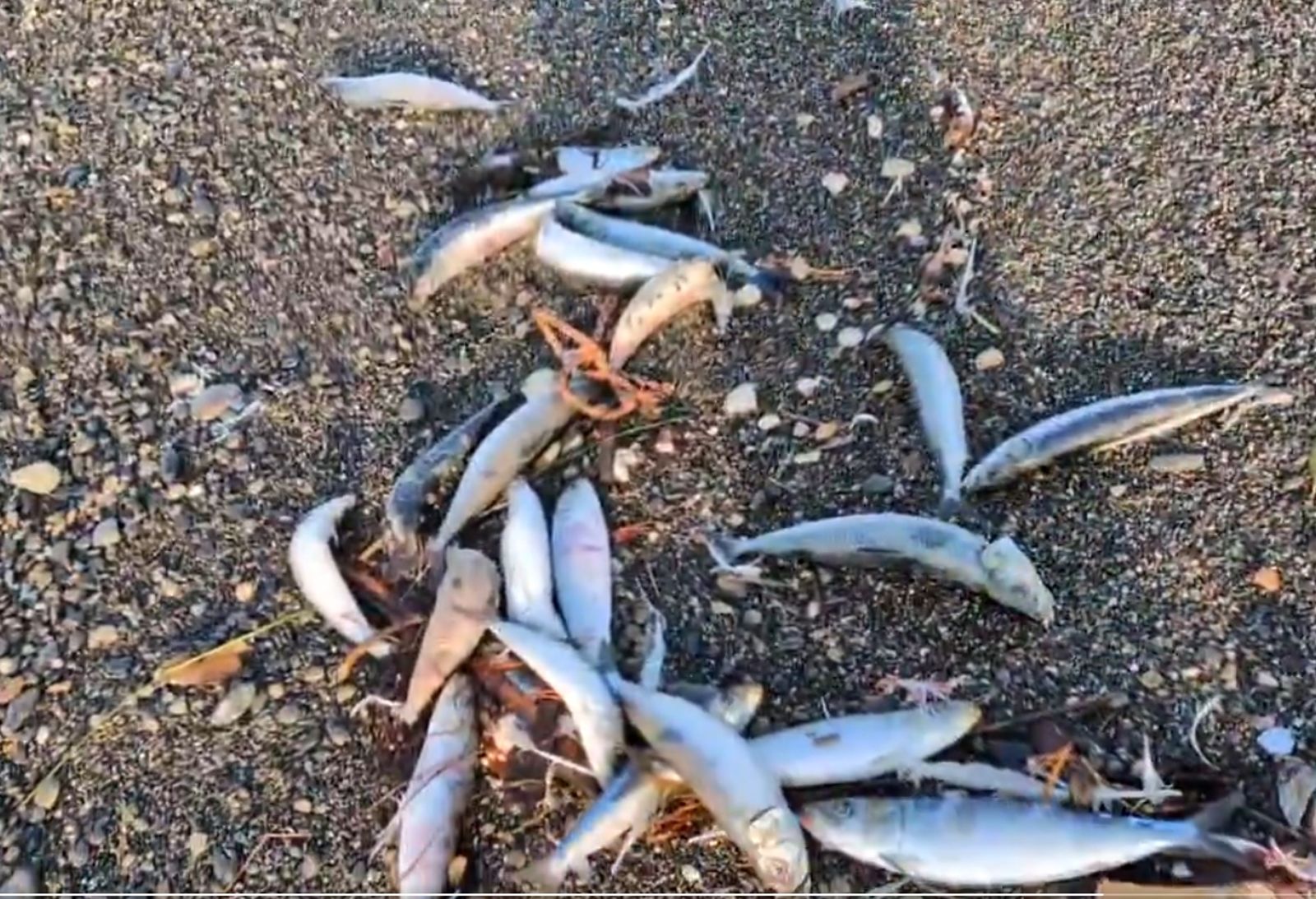 青森7.5地震早有前兆?北海道沙灘「2000條沙丁魚擱淺」 離奇罕景曝光