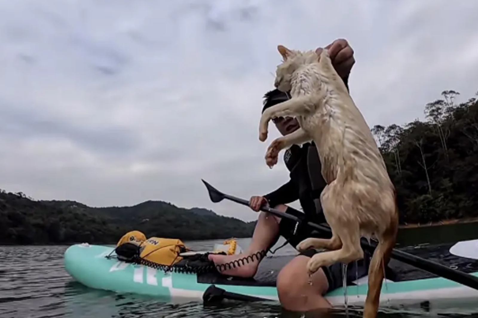 許多野貓因放生受驚嚇，跳進水庫溺斃。圖／翻攝自微博