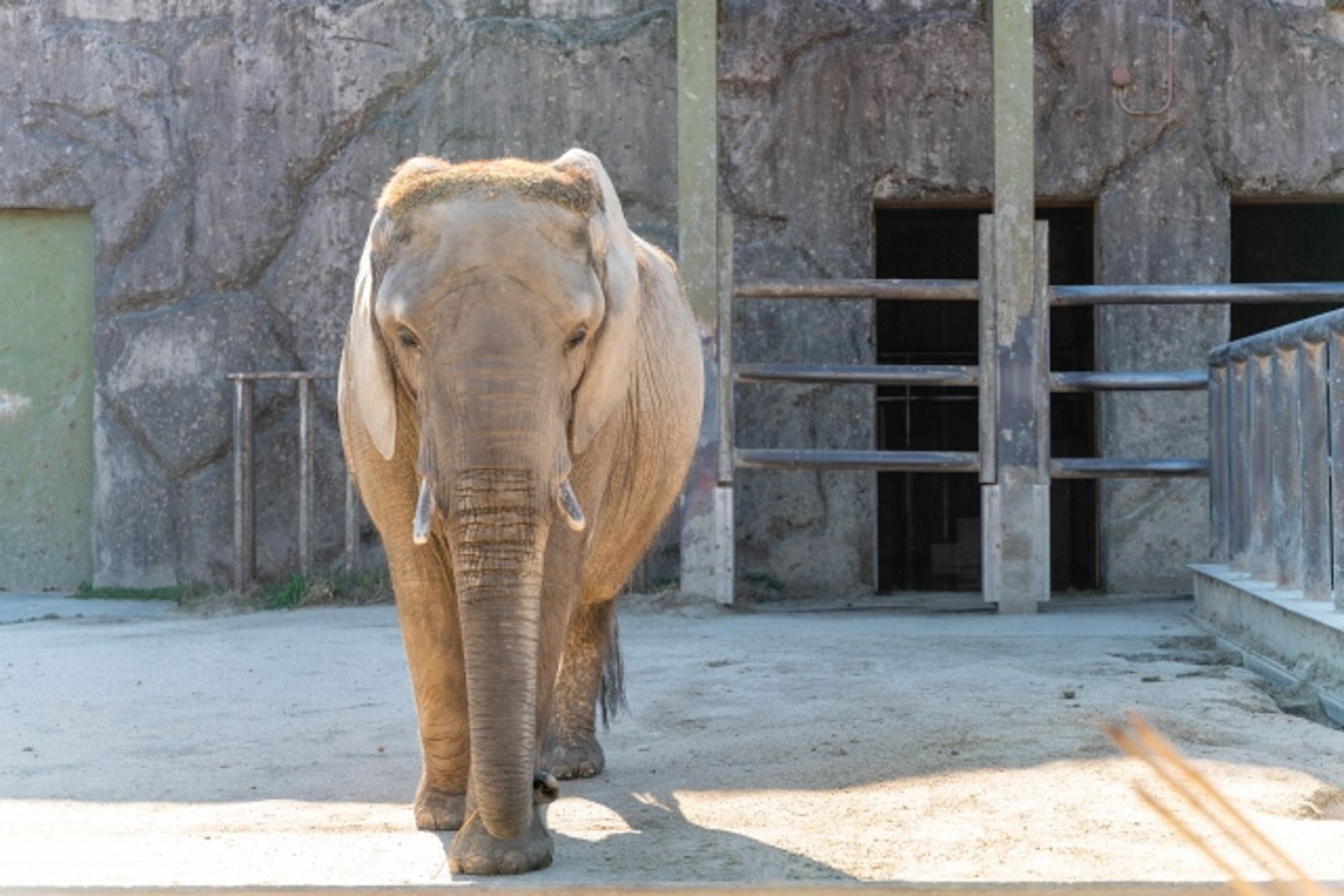 「全球最孤獨大象」離世...享年29歲 園方揭病毒:主要感染豬隻