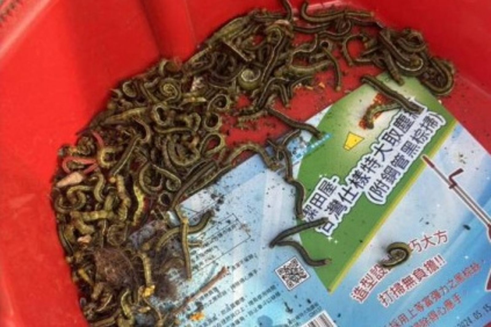 高雄街道現「毛毛蟲大軍」！民眾：以為大地震前兆　真相曝光