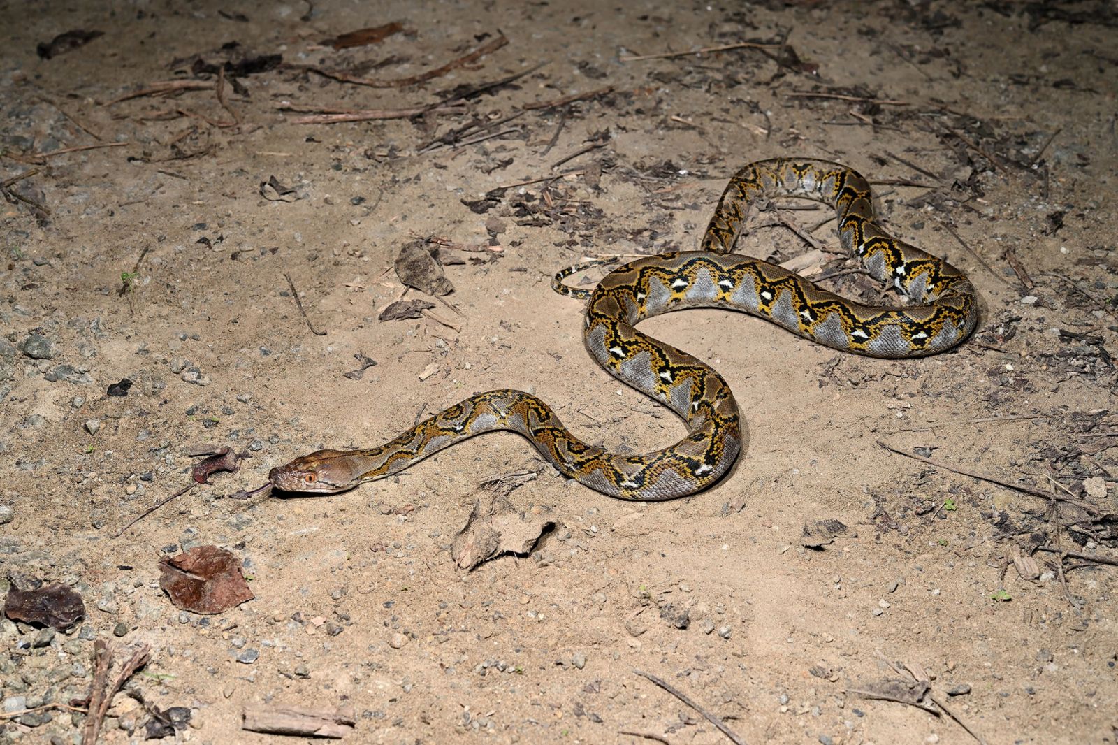 「世界最長蛇」網紋蟒現蹤高雄！專家示警：南部恐已出現繁殖族群