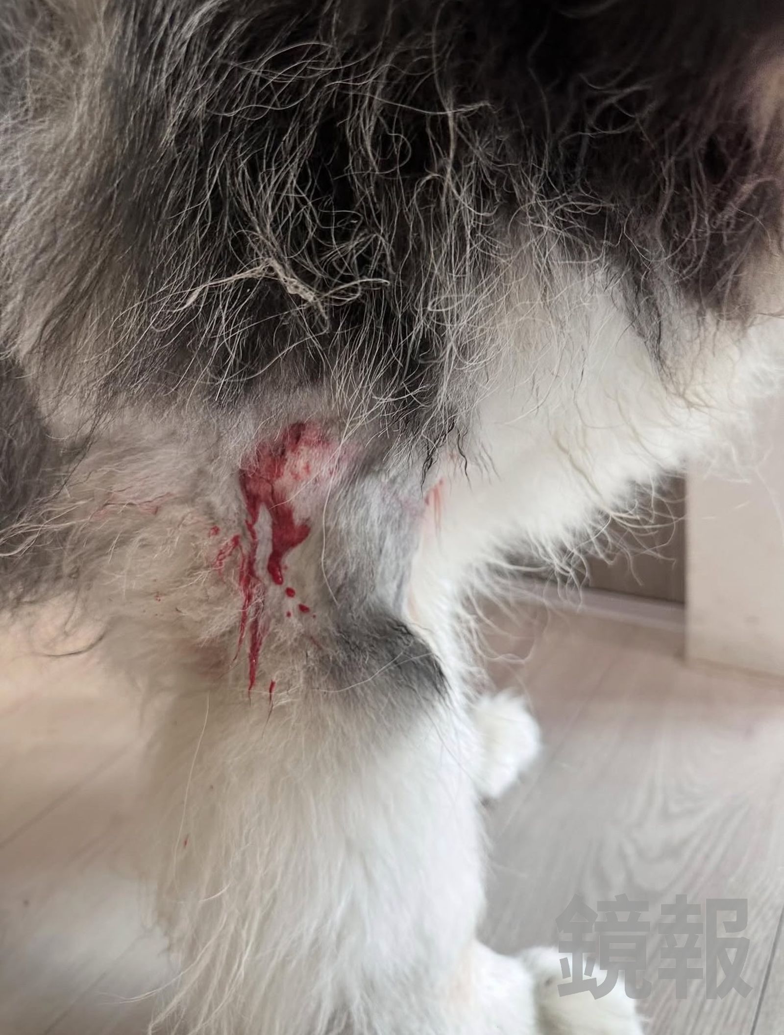 悶悶又脖子處被攻擊的比特犬咬出傷口。翻攝畫面