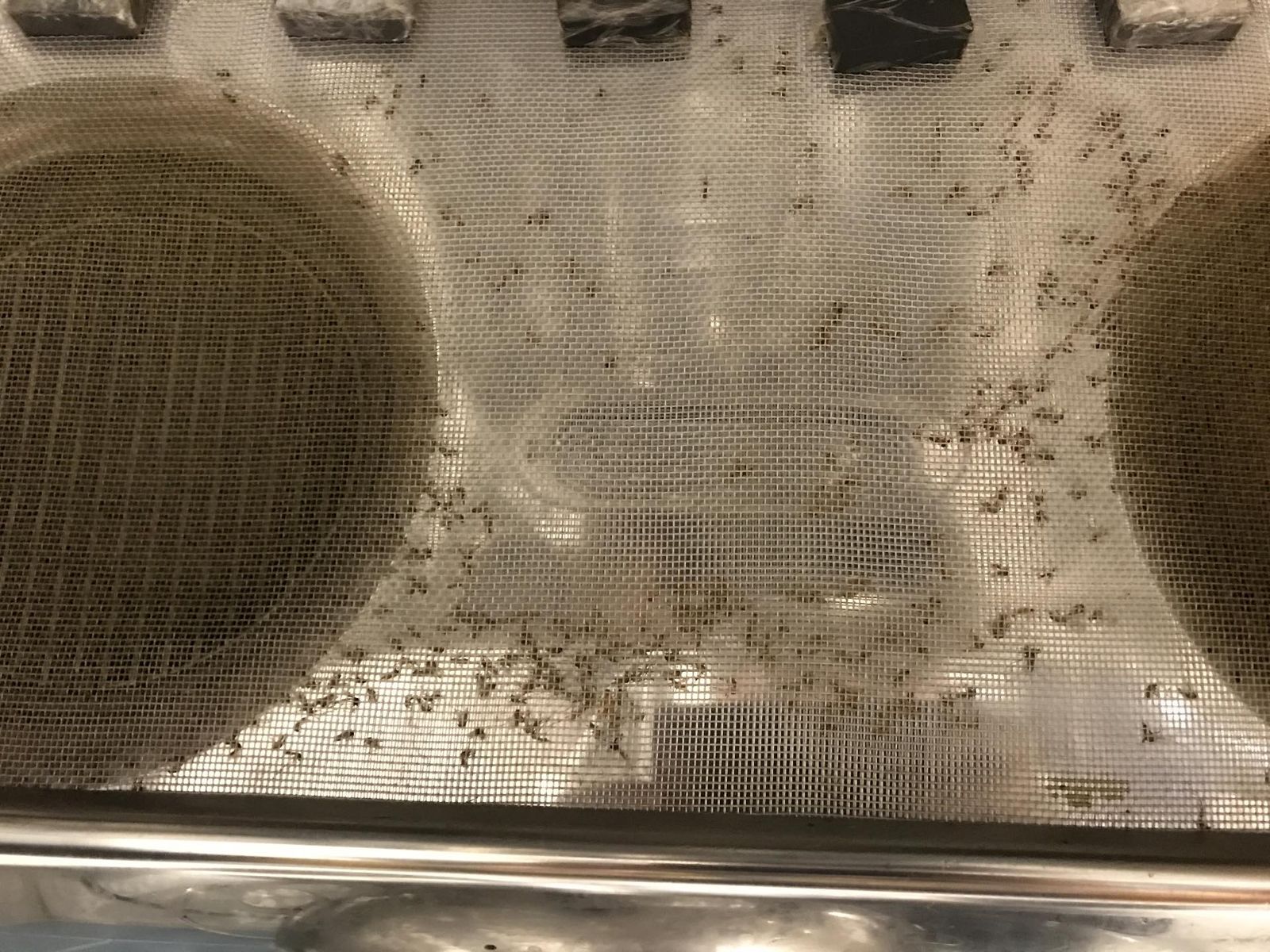 蚊子多到炸?小心這6處漏洞 網曝1年防護戰果「都癢了」