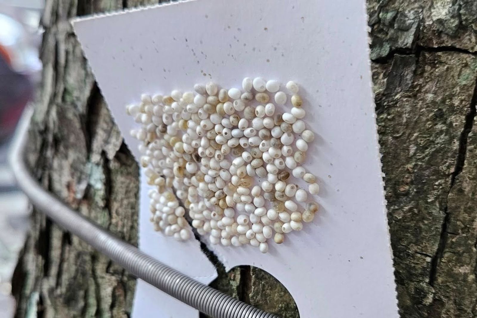 路上驚見「樹木護身符」　竟能防荔枝椿象孵化