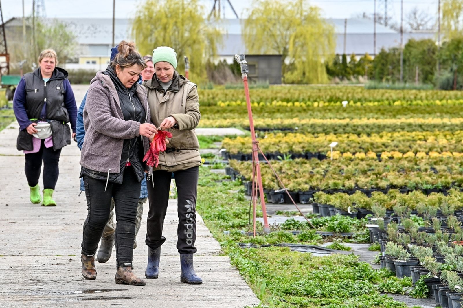 3月30日，俄羅斯克拉斯諾達爾邊疆區克裡姆斯克區新烏克蘭斯基村，婦女們在Gavrish苗圃工作。該苗圃培育針葉樹、果樹和觀賞樹幼苗。圖／東方IC