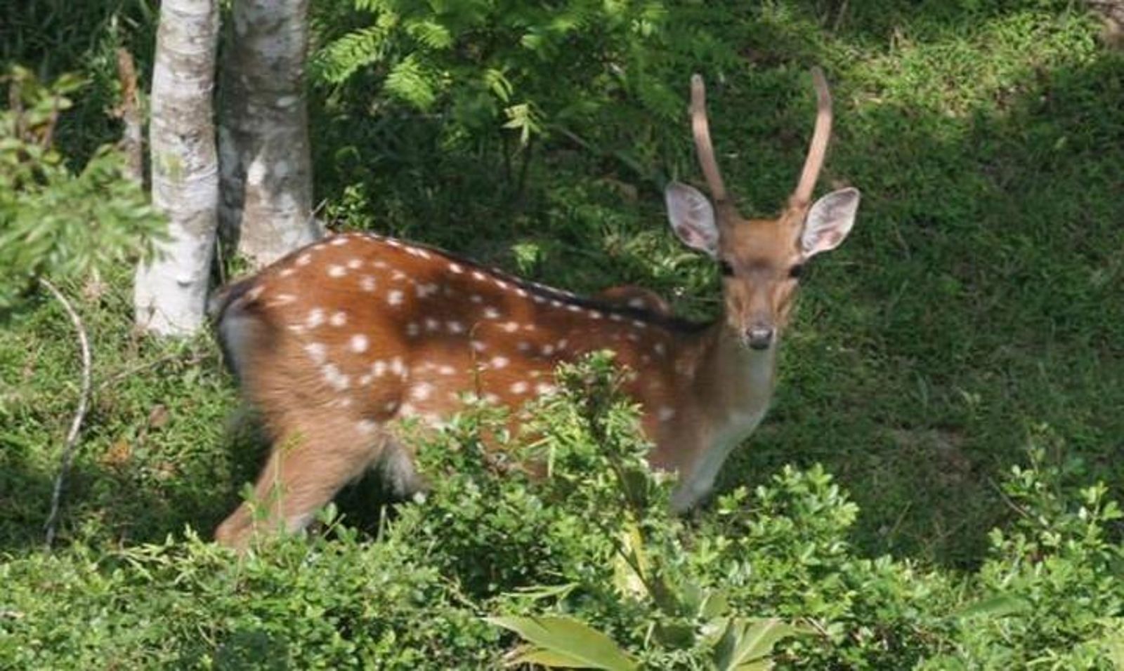 墾丁國家公園撿鹿角遭炎上！墾管處回應「管理原則」