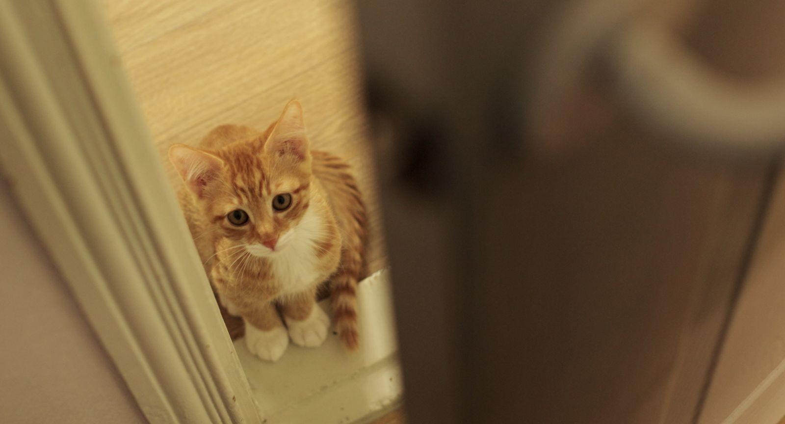 《跟著貓走遇見愛》上演人貓共處的溫暖故事。華映娛樂提供